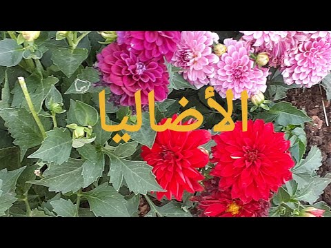 الأضاليا إكثارها و العناية بها   