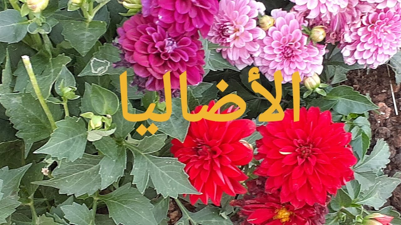 الأضاليا ، إكثارها و العناية بها ،  Dahila , propagation &care