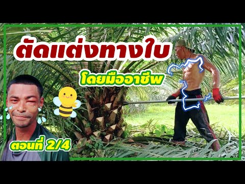 วีดีโอ: การตัดแต่งต้นปาล์ม - อย่างไรและเมื่อไหร่ที่จะตัดแต่งต้นปาล์ม