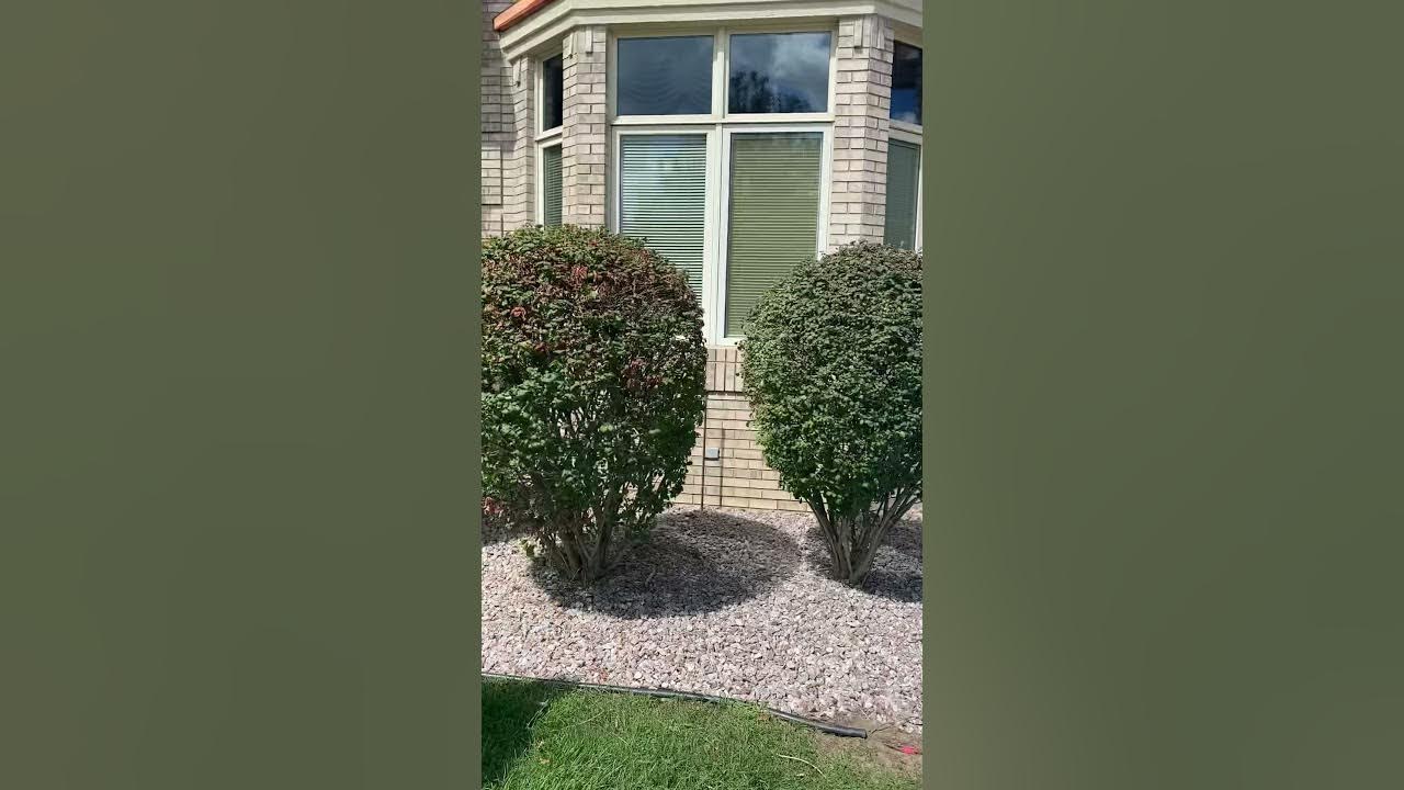 Why are my bushes turning yellow? YouTube