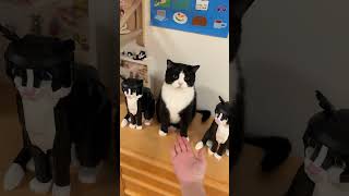 Lord Cow and his clone Hahahaha#Cow cat#Cute Pet Debut Plan.#Everything Is Lovely Plan#The