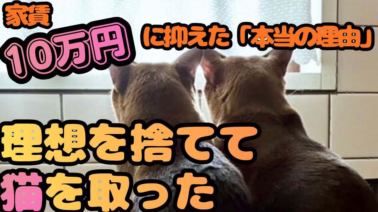 【強制退去の恐怖】隠れて猫を飼うリスクと、私たちが家賃を10万円に抑えた本当の理由。