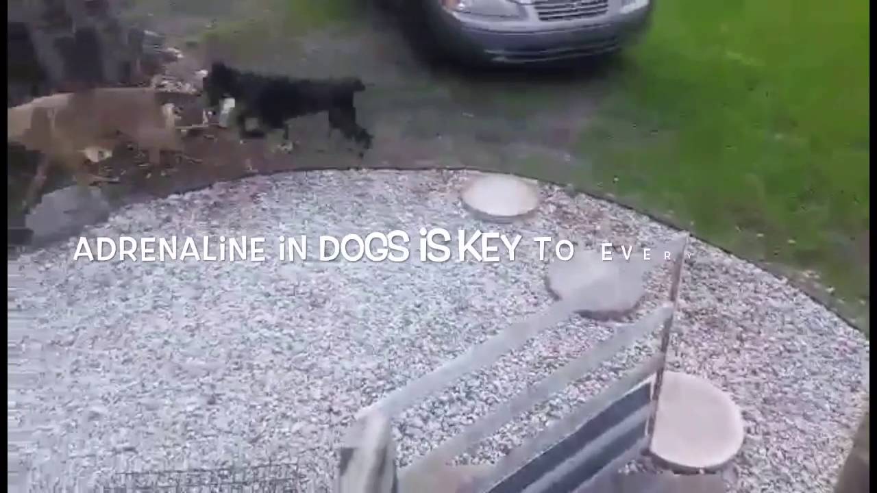 Dog Socialization 101 Robins lifestyle dog training YouTube