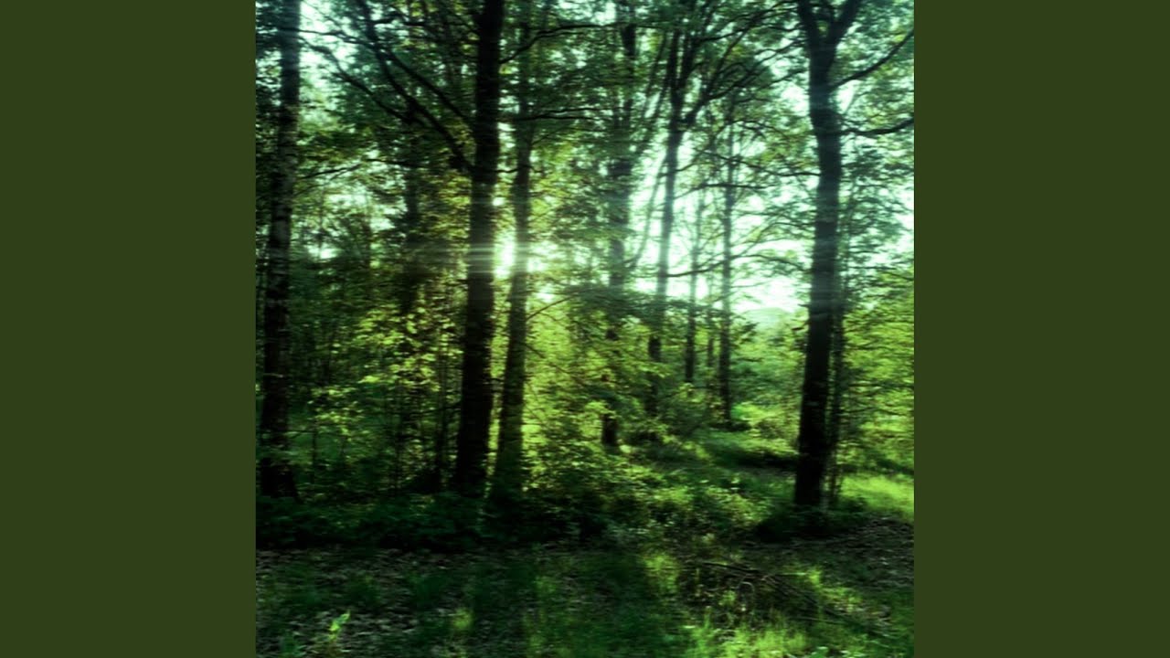 Guarda Forest Noise (Slowed) su YouTube Guarda Forest Noise (Slowed) su YouTube