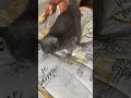 Our cat Tessie aka: TT loves to get brushed #catloversunite #catlovers #catloversusa