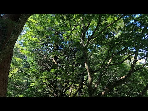 【初投稿】【歌下手】千本桜歌ってみた