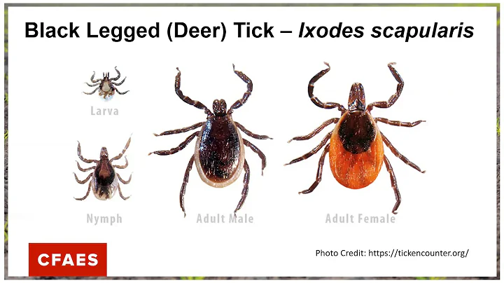 Tick Tock -- A Timely Update on Ticks, Diseases & Prevention