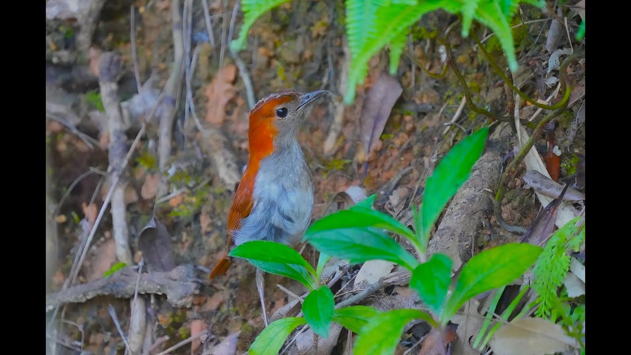 Okinawa Robin Female 沖繩歌鴝母鳥 - YouTube