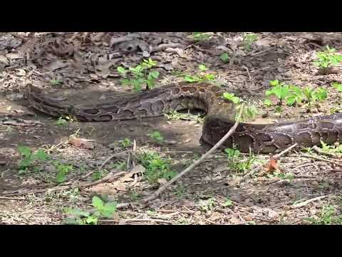 Indian rock python around 8feet long #pyton # India