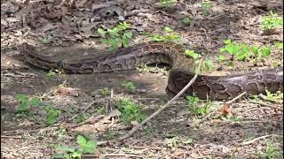 Indian rock python around 8feet long #pyton # India