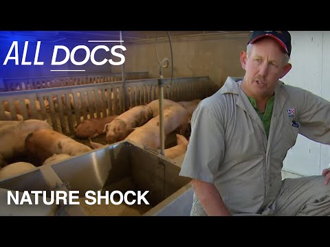 Pig Bang What Is Going ON Nature Shock All Documentary 