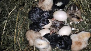 Hatching completed local chicken || Farming Nepal Aara ||
