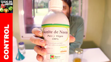 ¿Puedo pulverizar aceite de neem todos los días?