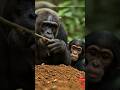Why Great Apes Are Among the Wisest Animals on Earth #animallovers  #animalshorts
