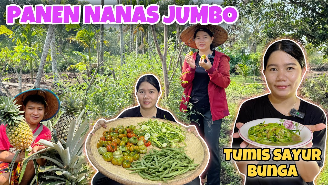 PANEN BERBAGAI JENIS SAYURAN DAN PANEN NANAS JUMBO