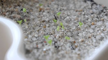 Conophytum Bilobum - Seedlings