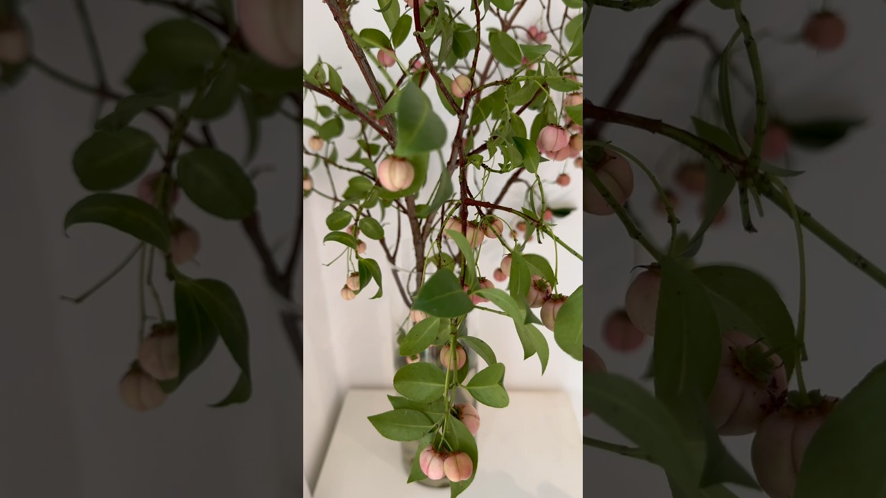 Chinese Lantern Fruits | Cành Quả 🍑 Lồng đèn Trung Quốc đẹp xuất sắc