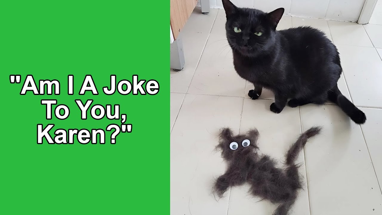 50 Overly Dramatic Cats That Totally Deserve an Oscar - YouTube