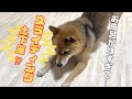 お風呂に入りたくなさ過ぎてスライディング土下座する豆柴