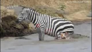 Mengerikan.. Buaya vs Zebra. Animal Planet