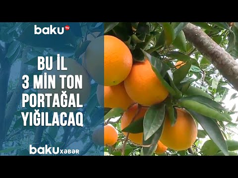 Video: Portağal Ağaclarının Yetişdirilməsi: Portağal Ağacına Qulluq Haqqında Məlumat