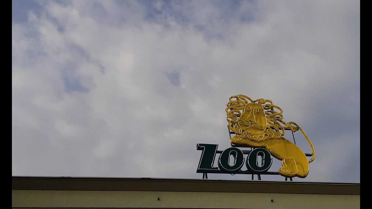 Nietypowa zapowiedź przystanku ZOO Wrocław - posłuchaj