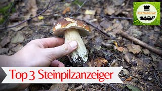 Hier stehen Steinpilze und Rotkappen 🍄