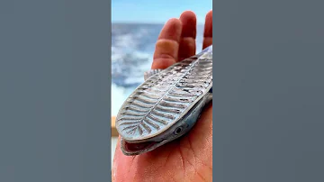 Рыба-прилипала 🐟 #биология #biology #егэ #огэ #егэ2024 #shorts