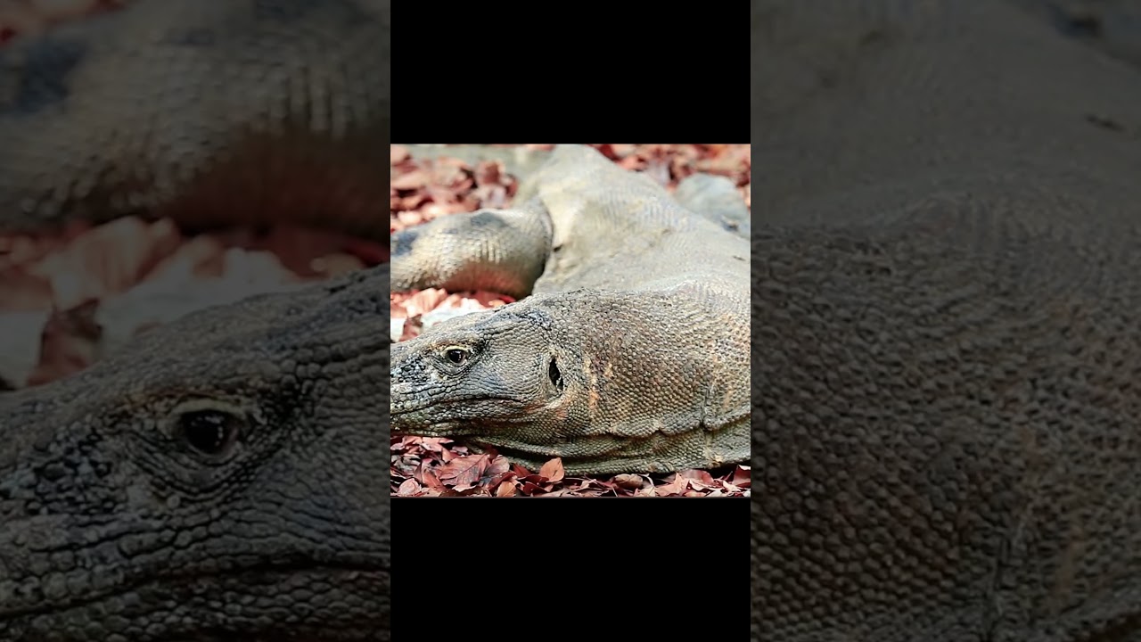Komodo Dragon Resting on a Leaf: Captivating Wilderness Image