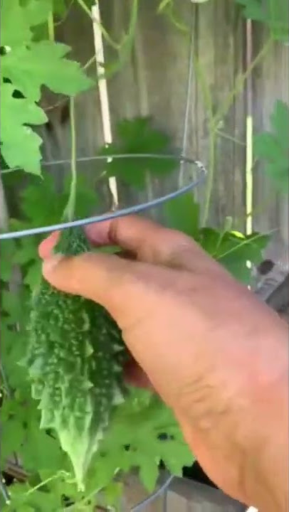 Karela's in my home Garden in #usa  #shorts
