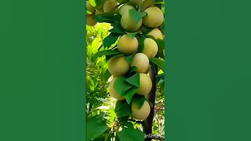 Thumbnail of fruits lovers #plum #plants #shorts