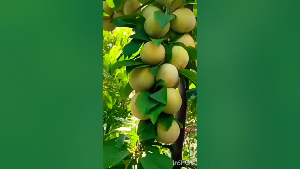fruits lovers #plum #plants #shorts