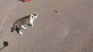 散歩中に蛇に遭遇する猫