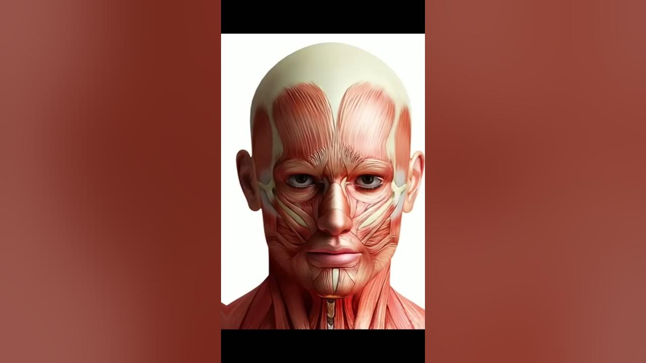 мышцы лица 3 4. мышцы лица. мышцы лица человека анатомия. мышцы лица человека. мышцы головы анатомия.