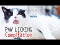  cats licking paws asmr compilation   cat grooming  curry sugar meow