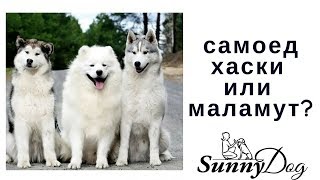 Download lagu Самоед маламут или хаски Кого выбрать Самоед маламут или хаски Кого выбрать