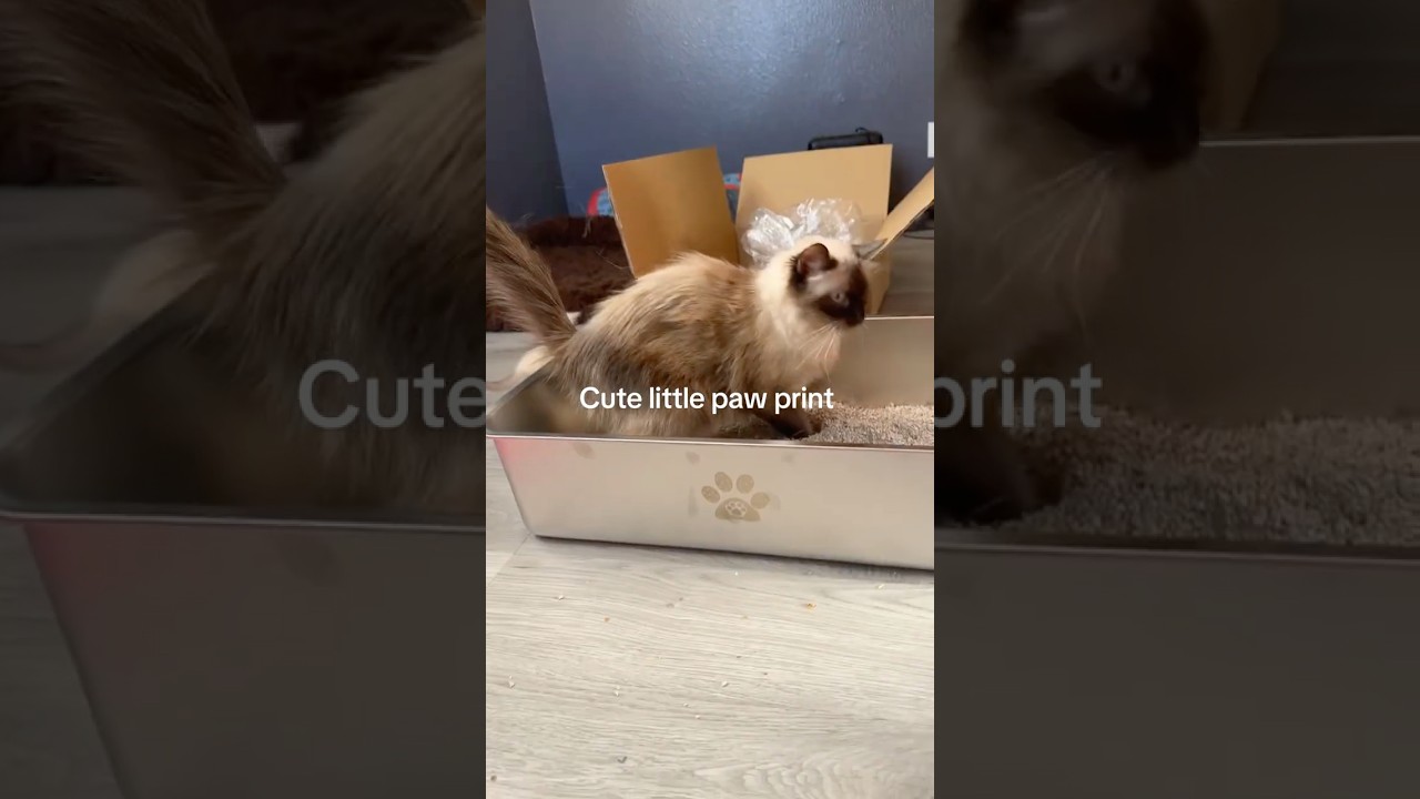 A durable, large and easy to clean cat litter box🐈💕 