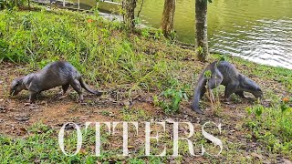 Cute Otters playing at Punggol Park (Hougang) Better hide your pet fish! -K&amp;K Family Fun