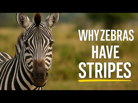 Zebras Have Stripes