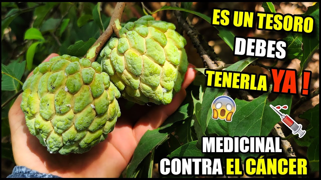 HAZ PROBADO ÉSTA DELICIOSA FRUTA. CUANTO DINERO AHORRÉ por COSECHAR ANONES. LA CUBA REAL 2022.