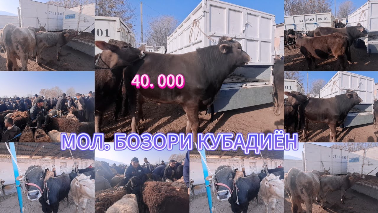 МОЛ БОЗОРИ  ШАХРИТУС МАРХАМАТ