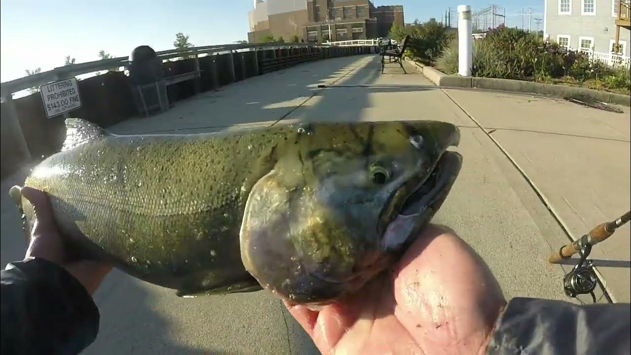 INSANE Fishing ACTION for COHO SALMON on Lake Michigan!!! + Rare PINK