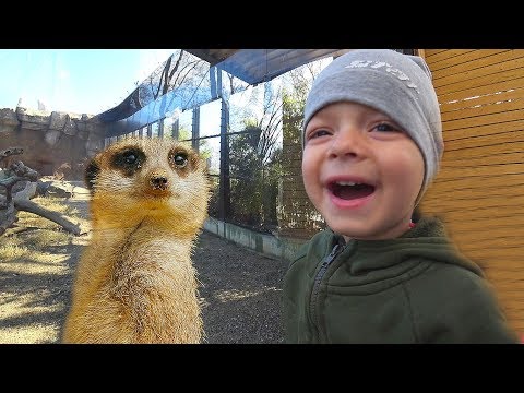 Идем в Зоопарк смотреть на большого слона, тигра, черепах. Learn zoo animals for kids