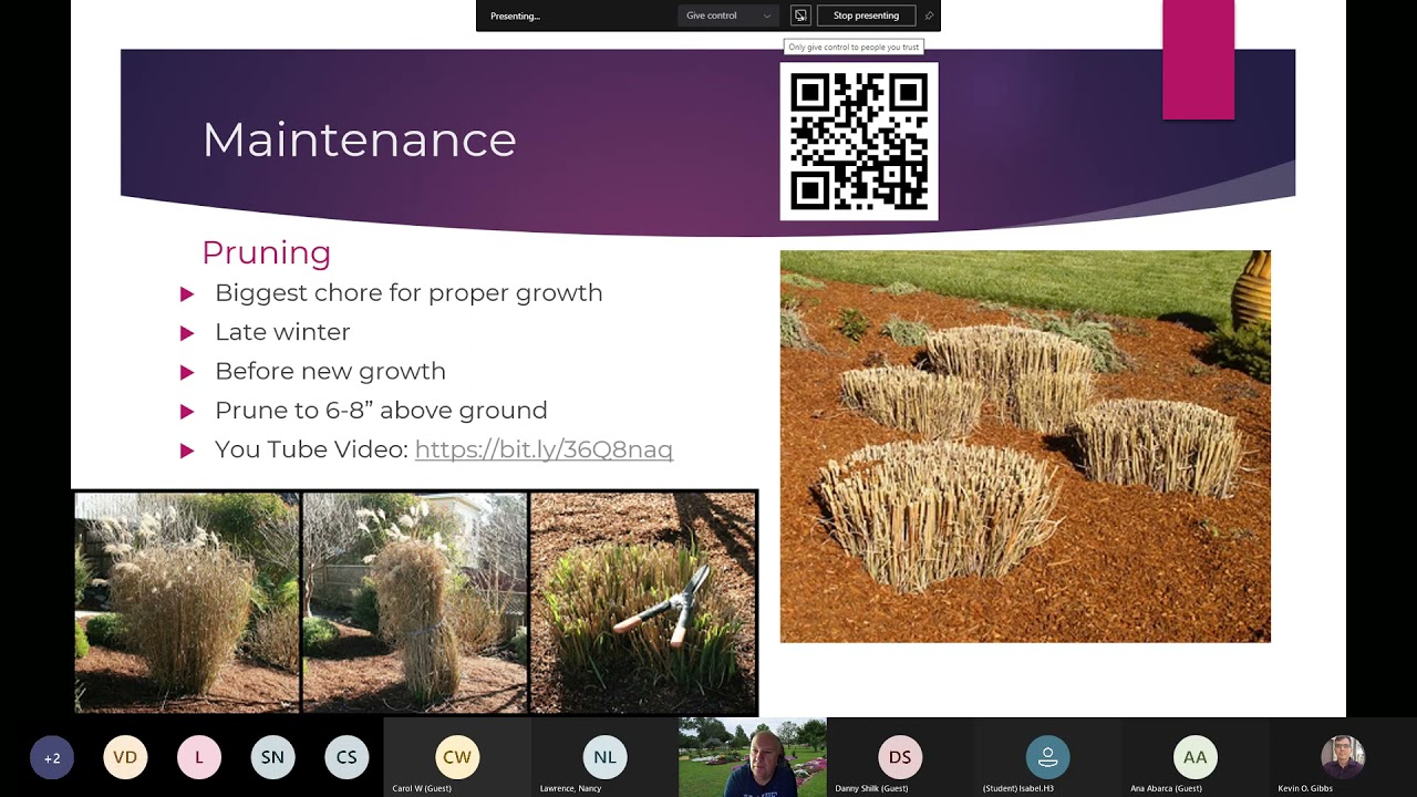 Gulf Coast Gardening Online Series Ornamental Grasses for the Landscape