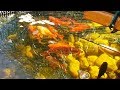 Кормление золотых рыбок.  Füttern der goldenen Fische.