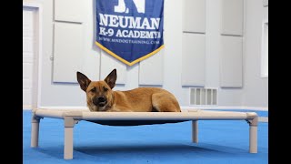 Jasnah Mix Puppy Camp Dog Training Video Demonstration