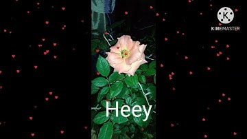 Cha,ja cha,ja Ex nangni biakode❤️ whatsapp status 👩‍🦰👈👈👈👈👈👈👈