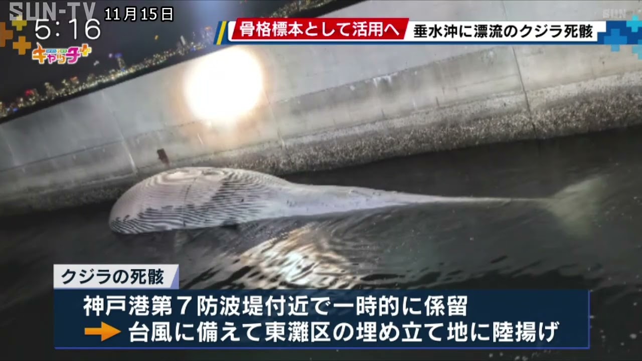 垂水沖で見つかったクジラの死骸 神戸市「骨格標本」として活用へ