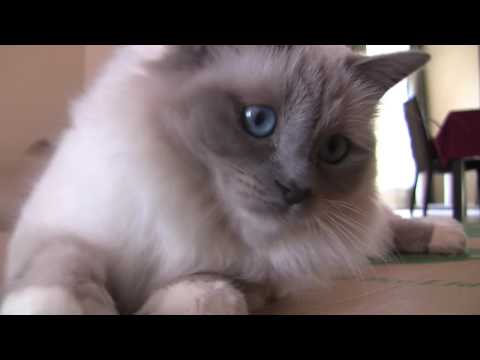 Cyan the bluepoint Birman