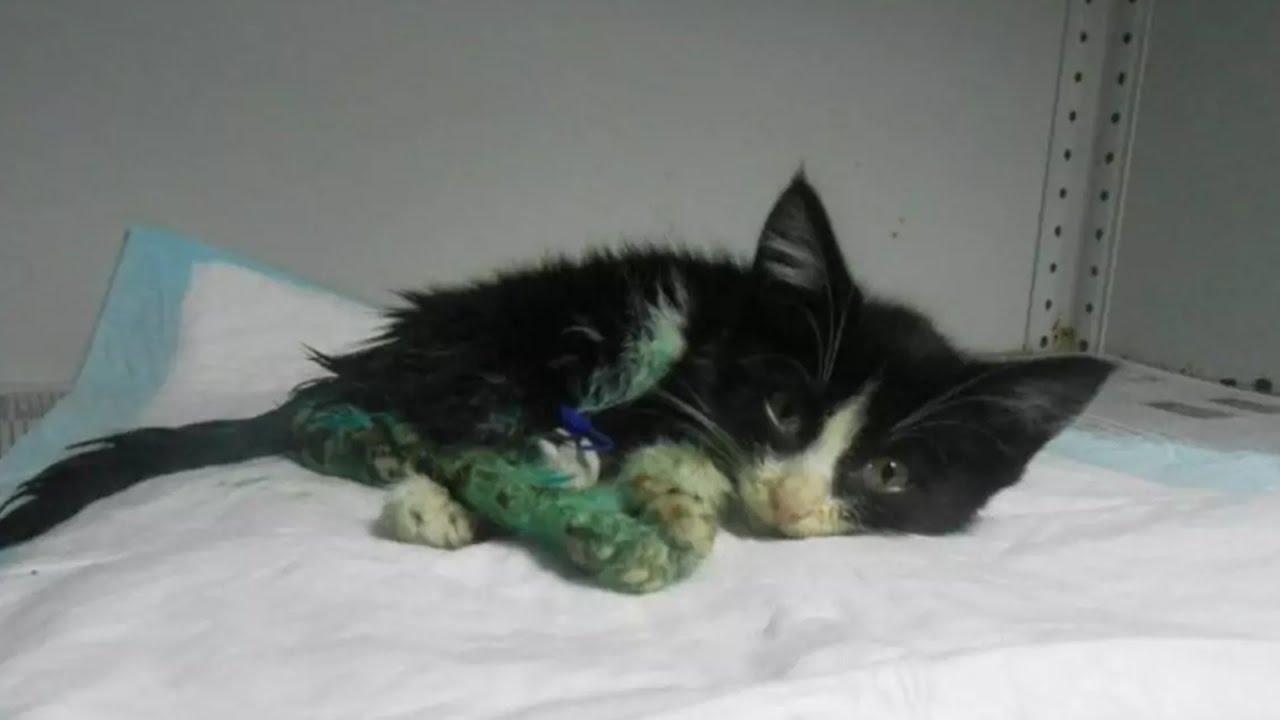 Грязный котёнок лежал неподвижно и пытался позвать на помощь. Но у ...